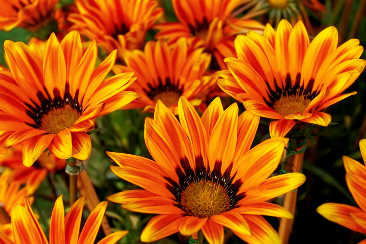 Orange and Yellow Gazania Flowers