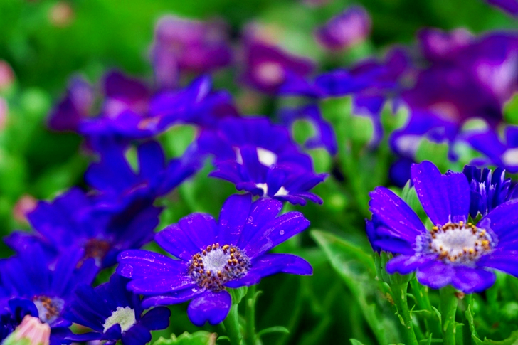 زهور بتلات أرجوانية