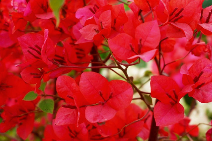 Pink Petaled Flowers