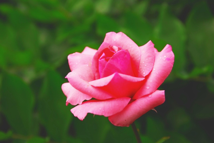 Pink Hybrid Tea Rose Flower in Bloom