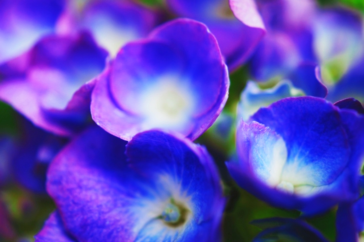 Blue Petaled Flowers