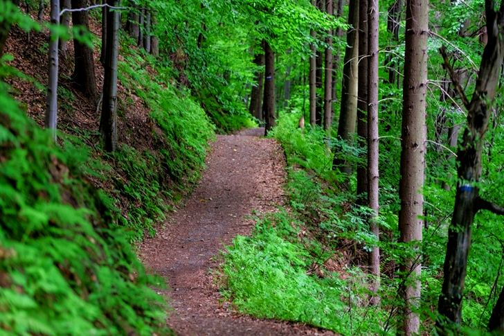 Empty Road Surrounded With Green Trees