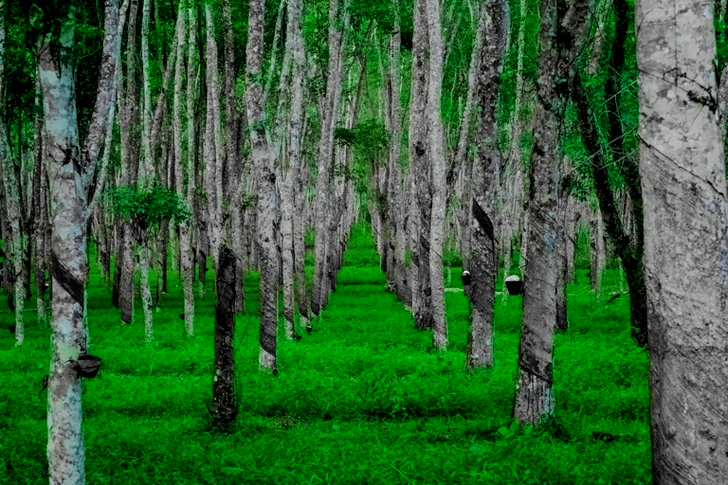 Landscape Forest