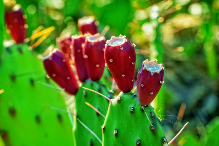 Prickly Pear Cactus