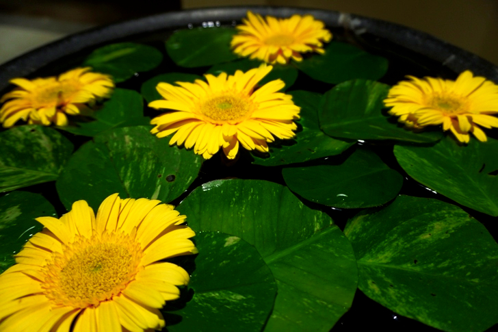 Yellow Flowers Placed With Waterlily Pods on Black Basin