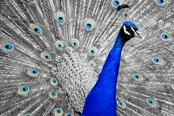 Close Up of Blue Peacock