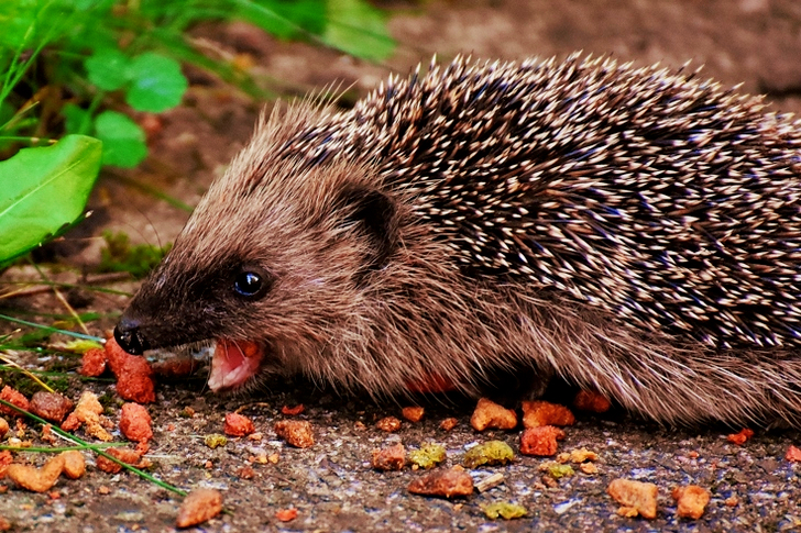 Brown Hedgehog