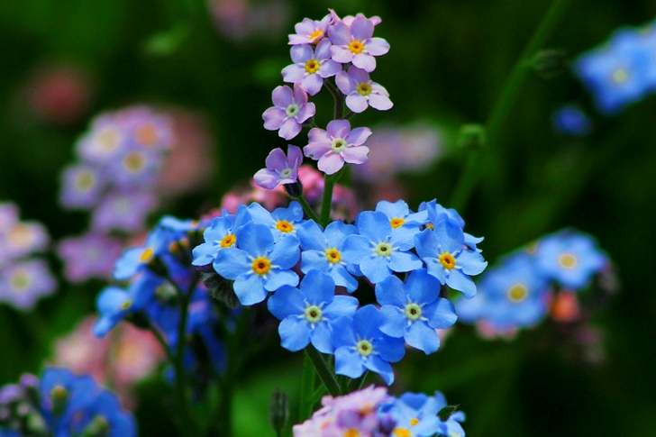 Blue Andpurple Flowers