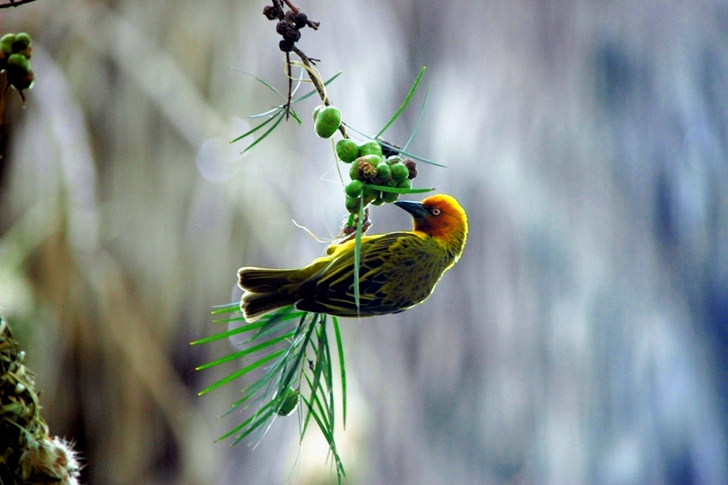 Mise au point sélective d'un tisserand perché sur une branche