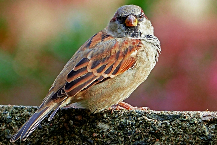 Oiseau brun debout sur du béton gris