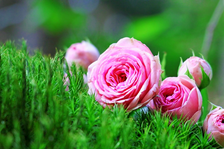 Macro Pink Roses