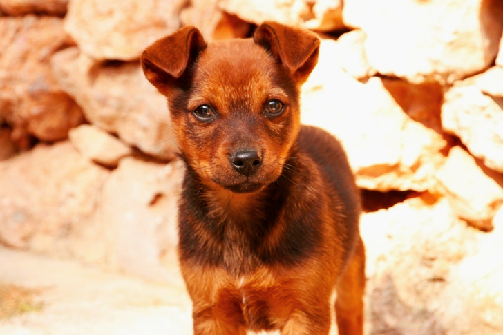 Lyhytkarvainen Black and Tan Puppy on Focus