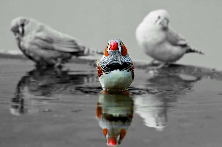 Selective Color of Bird