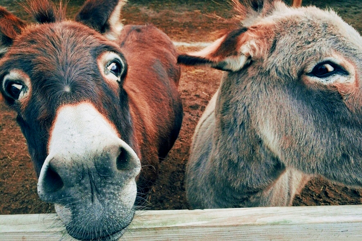 2 Bruine en grijze ezel close-up