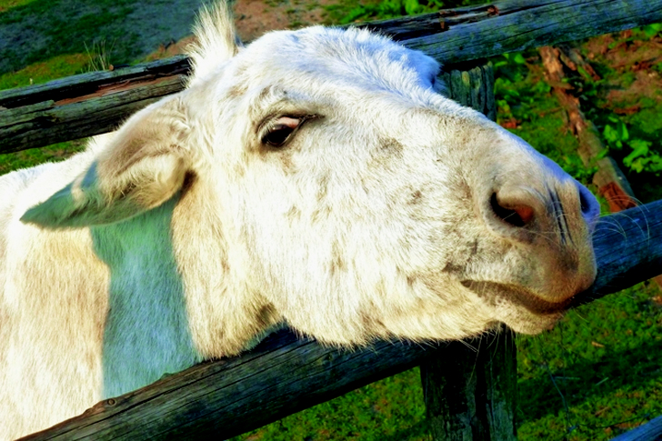 White Goat Beside Fence