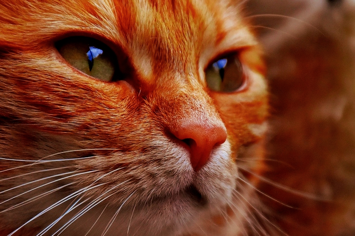 Orange Tabby Cat