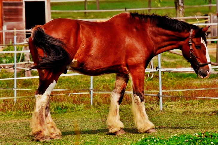 Red and Black Horse