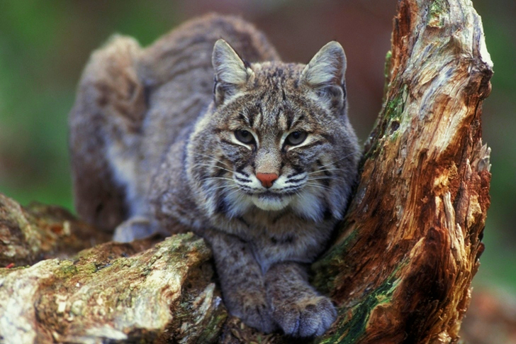 Gray Bobcat on Brown Trunk