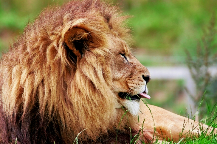 Brown Lion