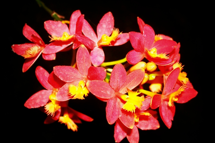 Red Petaled Flowers in Selective Focus
