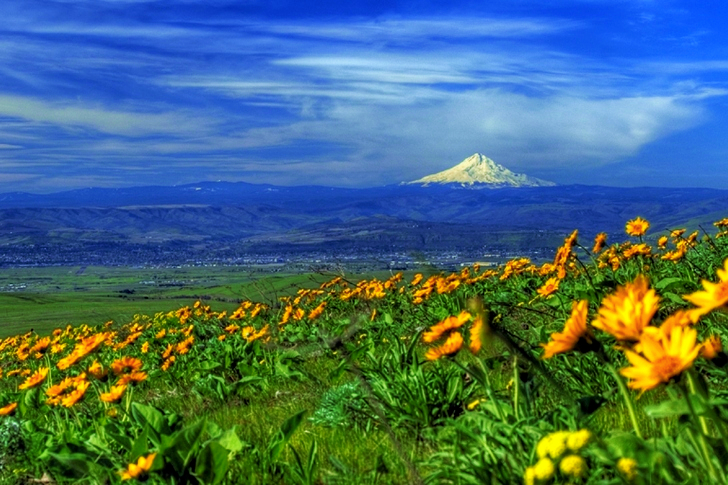 Yellow Sunflower Field
