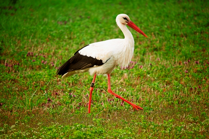 White Stork on Green Grass Field