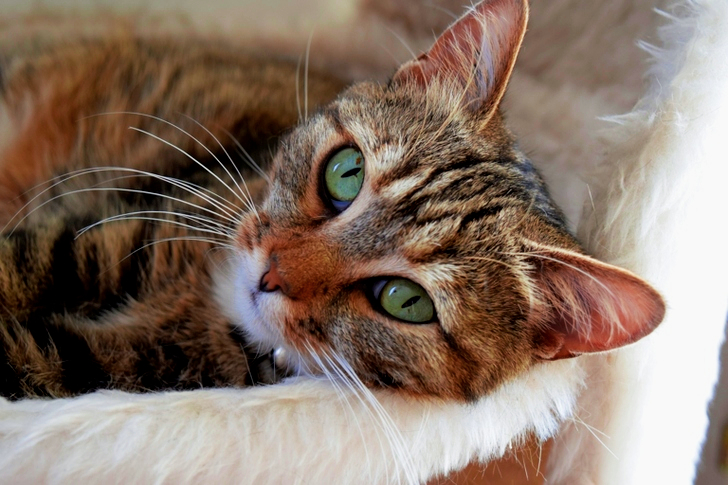 Bruine tabby kat ligt op bed