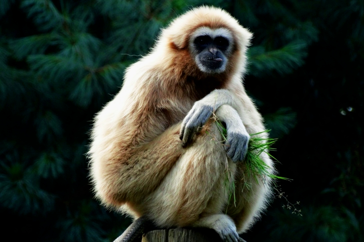 Monkey Sitting on Post