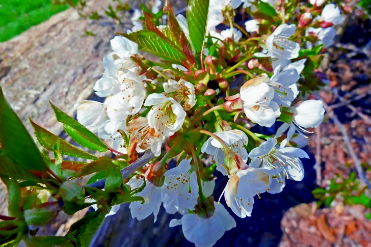 White Petaled Flowers in Bloom