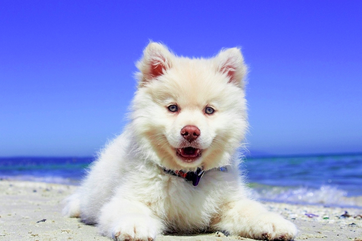 White American Eskimo Puppy Lying on Seashore