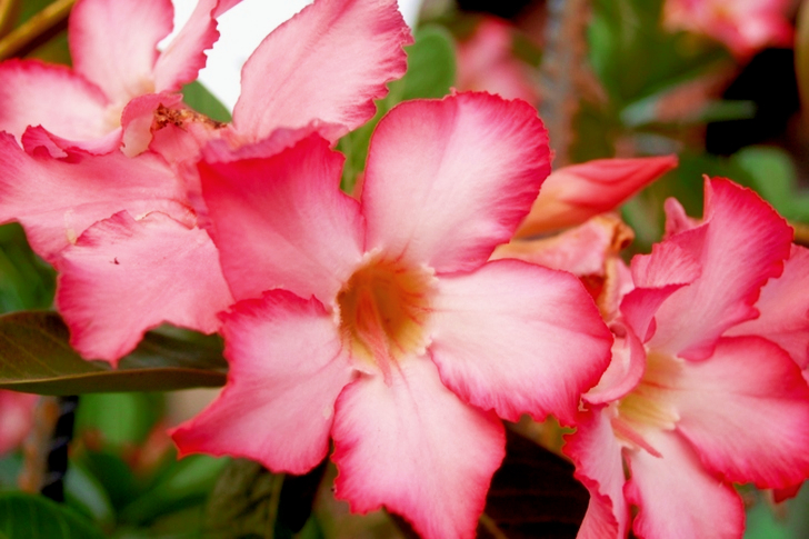 Pink Adenium Flowers in Bloom