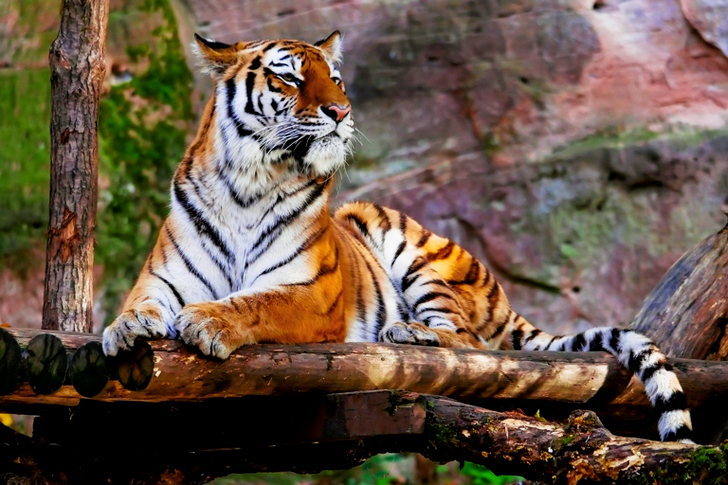 Tiger Sitting