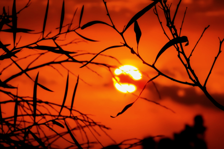 Silhouette of Grass during Golden Hour