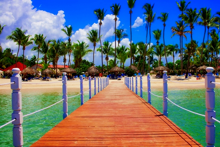 View of Palm Trees on Beach