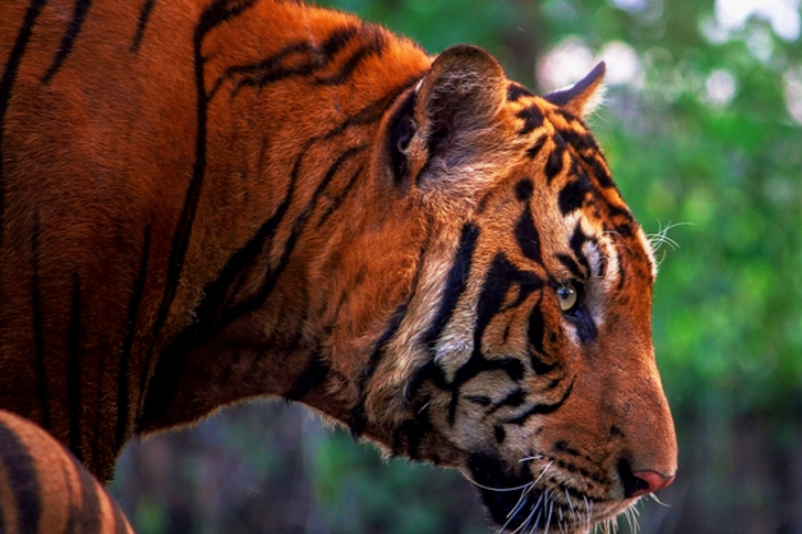 Close-up of Tiger