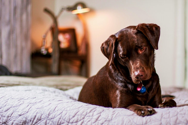 Close-up of Dog Relaxing on Bed