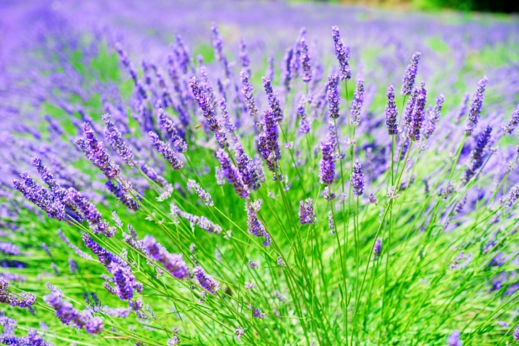 Lavender Growing on Field