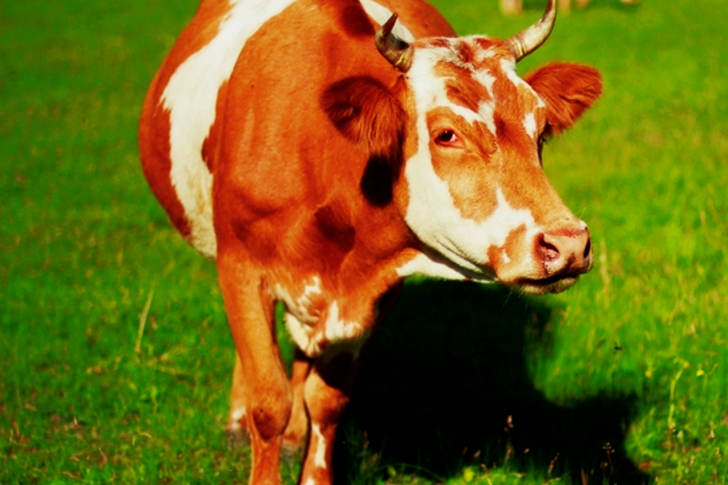Cow on Field