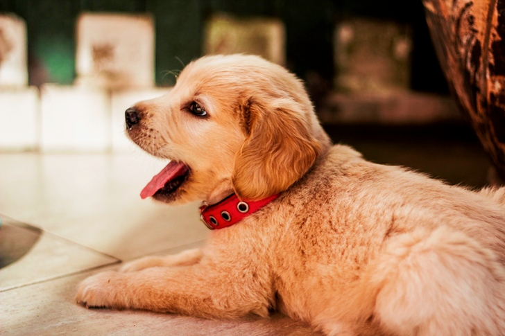 Close-up of Dog Yawning