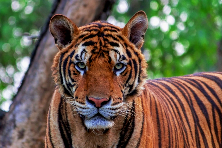 Close-up Portrait of Tiger