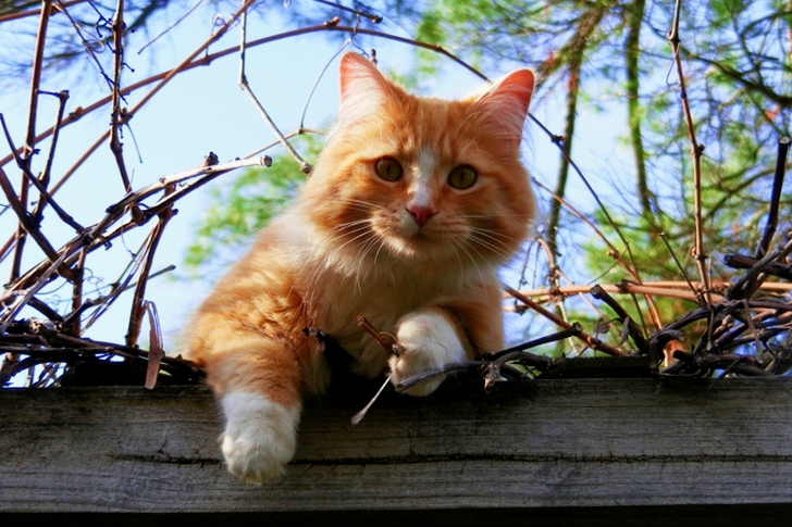 Low Angle Portrait of Cat on Tree Against Sky