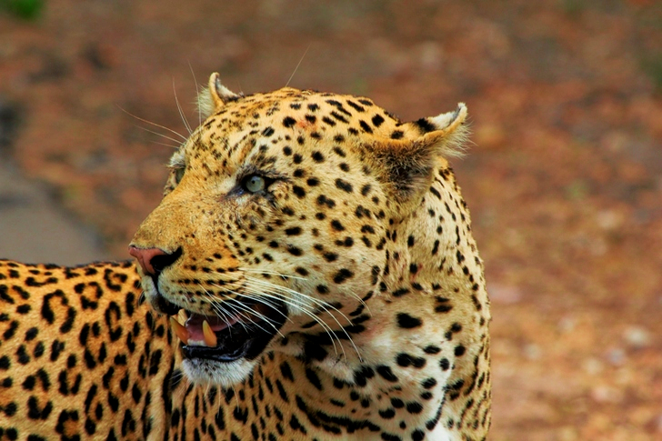Tilt Shift Focus of Leopard
