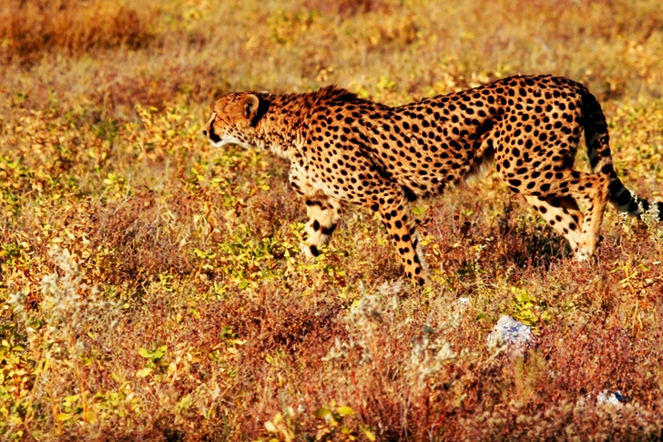 Cheetah Walking on Grass