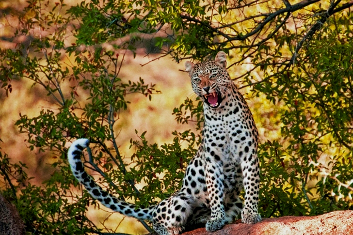 Leopard on Siting Tree Branch