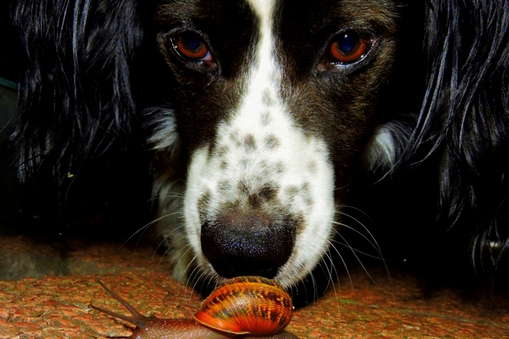 Brown Snail Beside Dog