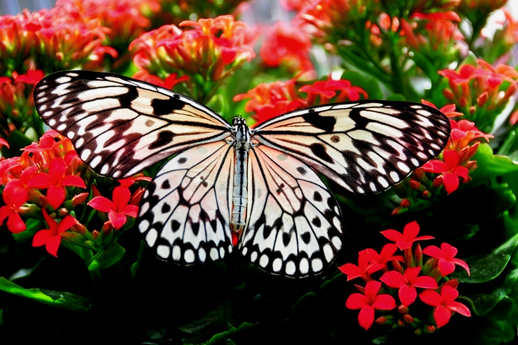 Paper Kite Butterfly Perching on Red Flowers