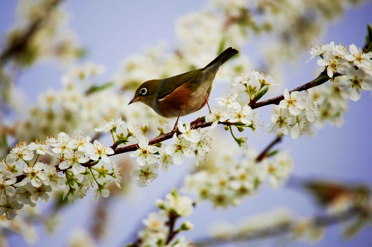 Oiseau vert et blanc sur fleurs blanches