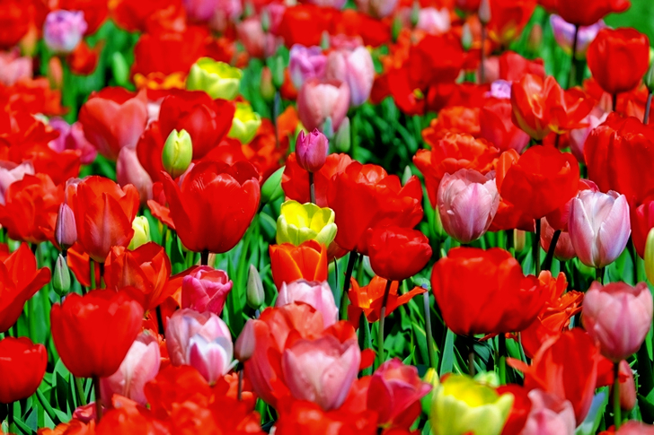 Röd och rosa tulpanlot