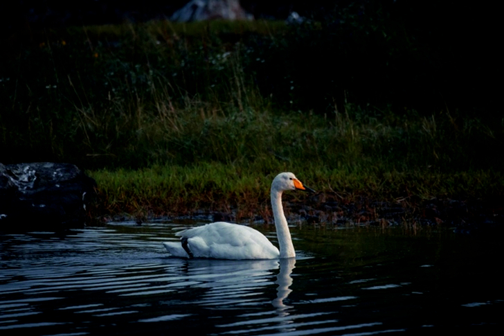 White Swan