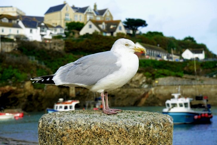 White Bird Standing on Gray Boulder